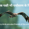 Predatory birds are also friends of the environment